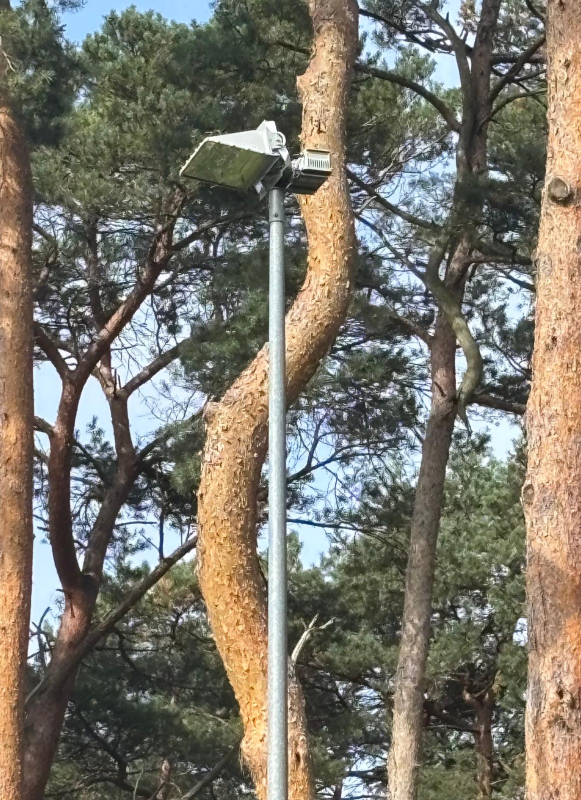 Echter Flutlichtmast als Vorlage für Homefield Hero